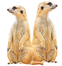 image of meerkat