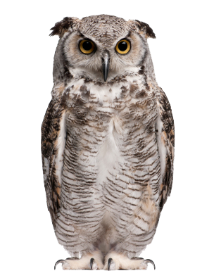 image of owl