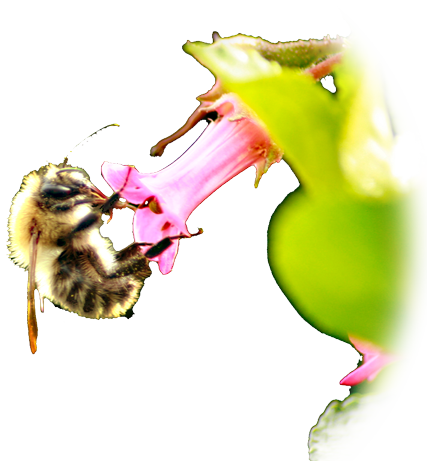 image of a bee