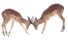 image of deer