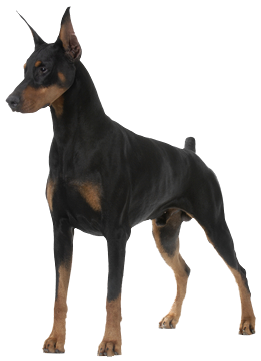 image of doberman