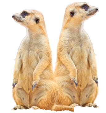 image of meerkat