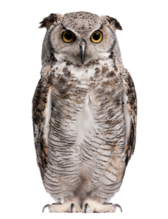 image of owl