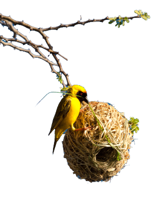 weaverbird image