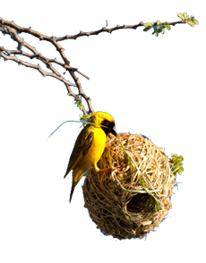 weaverbird image